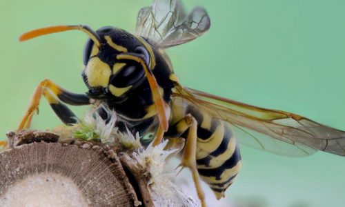 Hvepse: Alt du skal vide om de små insekter