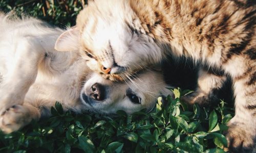 Undgå uønsket adfærd hos dit kæledyr gennem naturlig aktivering