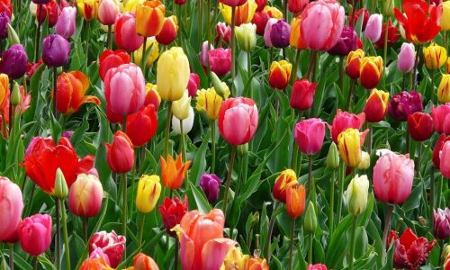 Oplev En Verden af Farverige Blomsterbuketter
