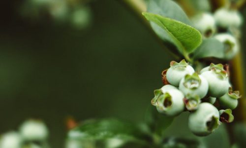 Opdag De Bedste Frugtbuske til Din Have