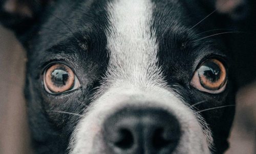 Tandrensning Hund: Effektive Metoder og Vigtige Tips